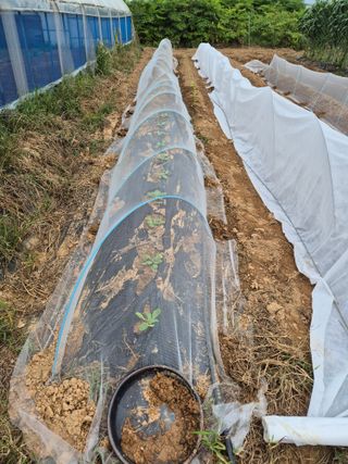 유병욱님의 배추 · 영농일지 작성글 사진