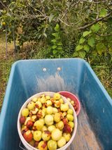 팜모닝 기타작물·영농일지 게시글 이미지