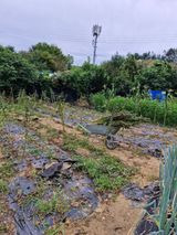 팜모닝 참깨·영농일지 게시글 이미지