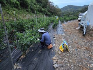 윤자용11대임후회장님의 고추 · 영농일지 작성글 사진