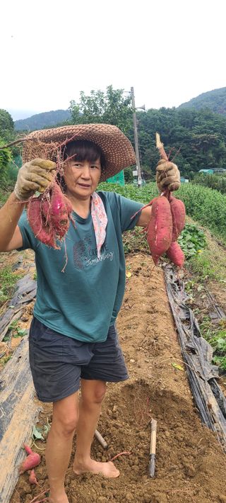 정응화님의 기타작물 · 영농일지 작성글 사진