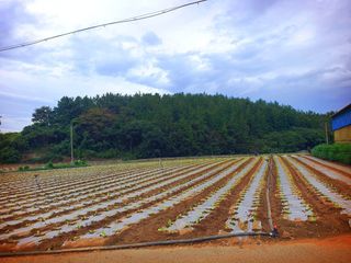 오이8898황산면님의 배추 · 영농일지 작성글 사진