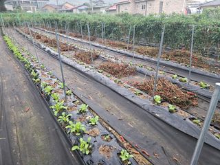 경달현님의 배추 · 영농일지 작성글 사진