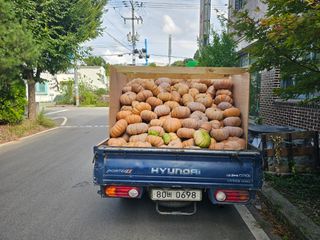 옥수수2904님의 호박 · 영농일지 작성글 사진