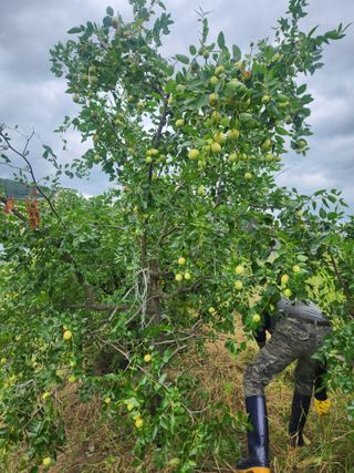 김영숙님의 기타작물 · 영농일지 작성글 사진
