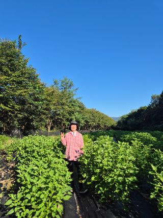 이지은님의 들깨 · 영농일지 작성글 사진