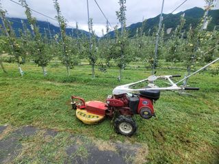 날씨가 흐려 방제가님의 사과 · 영농일지 작성글 사진
