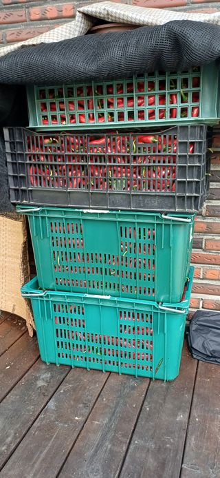 남궁봉님의 고추 · 영농일지 작성글 사진