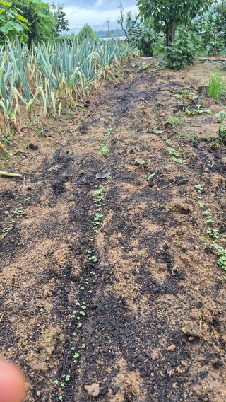 무심63님의 기타작물 · 영농일지 작성글 사진