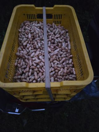 김윤회님의 기타작물 · 영농일지 작성글 사진