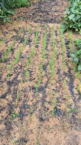 팜모닝 기타작물·영농일지 게시글 이미지