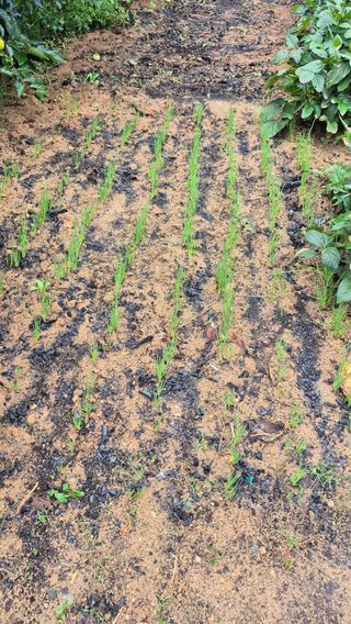 무심63님의 기타작물 · 영농일지 작성글 사진