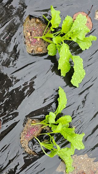 이지은님의 들깨 · 영농일지 작성글 사진