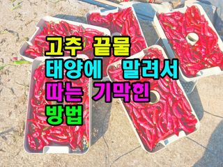 꿈꾸는텃밭님의 고추 · 영농일지 작성글 사진