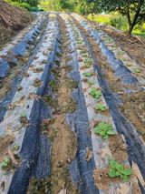 팜모닝 배추·영농일지 게시글 이미지