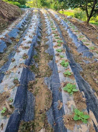 자두7424님의 배추 · 영농일지 작성글 사진