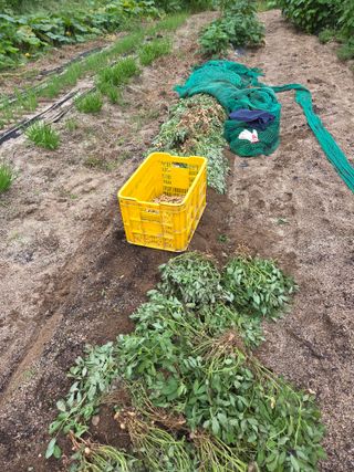 김윤회님의 기타작물 · 영농일지 작성글 사진