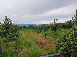 제키님의 기타작물 · 영농일지 작성글 사진