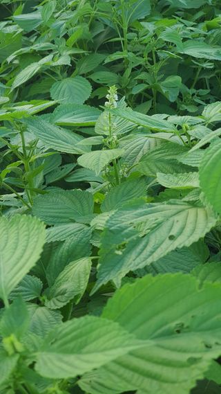 윤정님의 들깨 · 영농일지 작성글 사진