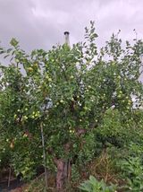 팜모닝 기타작물·영농일지 게시글 이미지