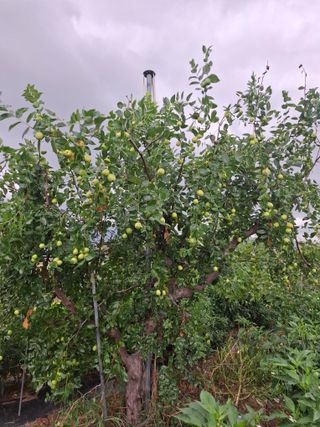 정원섭님의 기타작물 · 영농일지 작성글 사진