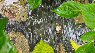 이지은님의 들깨 · 영농일지 작성글 사진