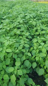 팜모닝 들깨·영농일지 게시글 이미지