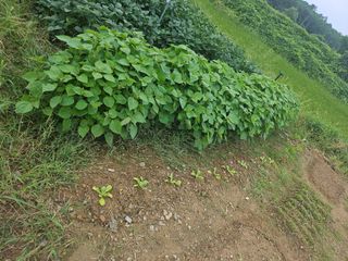 쌍학리 농민님의 들깨 · 영농일지 작성글 사진