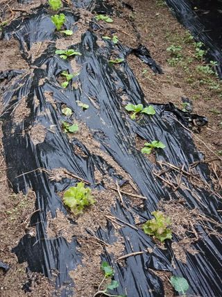 김해열님의 기타작물 · 영농일지 작성글 사진