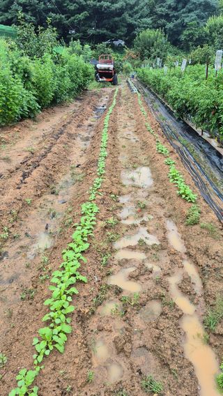 무심63님의 기타작물 · 영농일지 작성글 사진