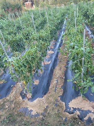 아리랑님의 고추 · 영농일지 작성글 사진