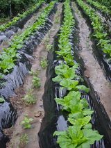 팜모닝 기타작물·영농일지 게시글 이미지