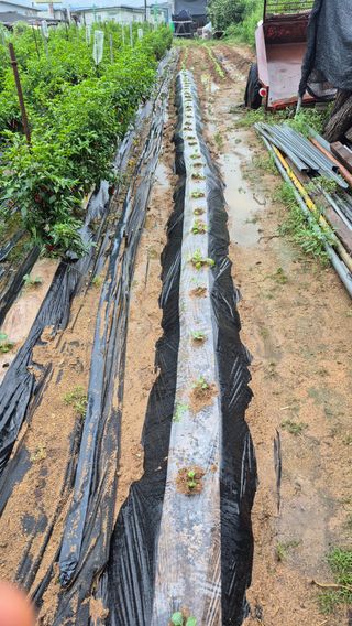 무심63님의 기타작물 · 영농일지 작성글 사진