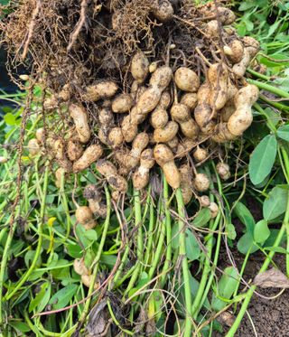 박순례님의 기타작물 · 영농일지 작성글 사진