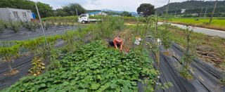 상추22033님의 기타작물 · 영농일지 작성글 사진