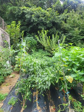 화양초보님의 기타작물 · 영농일지 작성글 사진