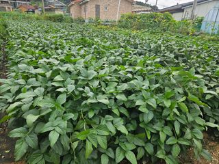 경달현님의 콩 · 영농일지 작성글 사진