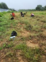 팜모닝 고구마·영농일지 게시글 이미지