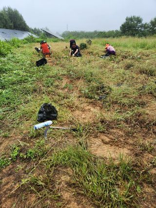 박병한님의 고구마 · 영농일지 작성글 사진