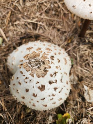 김영옥님의 기타작물 · 영농일지 작성글 사진