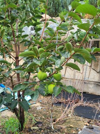 화양초보님의 기타작물 · 영농일지 작성글 사진