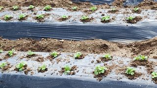 장흥 모경화 님의 기타작물 · 영농일지 작성글 사진