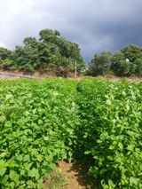 팜모닝 들깨·영농일지 게시글 이미지