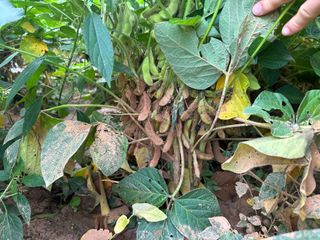 오성균님의 콩 · 영농일지 작성글 사진