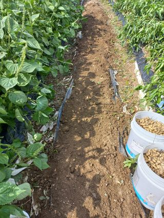 박순례님의 기타작물 · 영농일지 작성글 사진