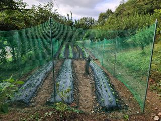 오경숙 님의 배추 · 영농일지 작성글 사진