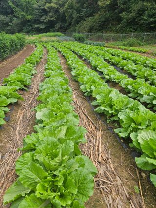 감7768님의 기타작물 · 영농일지 작성글 사진
