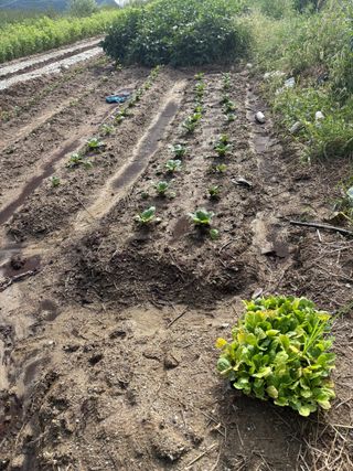 토끼풀님의 마늘 · 영농일지 작성글 사진