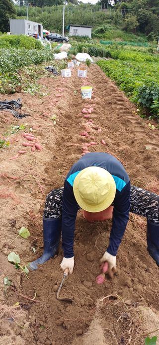 여우야님의 고구마 · 영농일지 작성글 사진