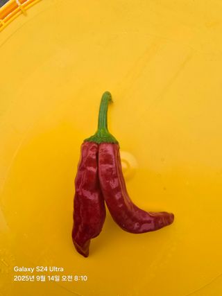 Jbokjoris님의 고추 · 영농일지 작성글 사진